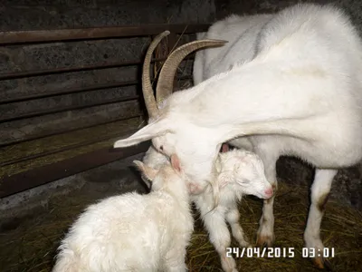 Лечение мастита у козы. Здоровье Белки часть 1.Treatment of mastitis in  goats. Part 1. - YouTube