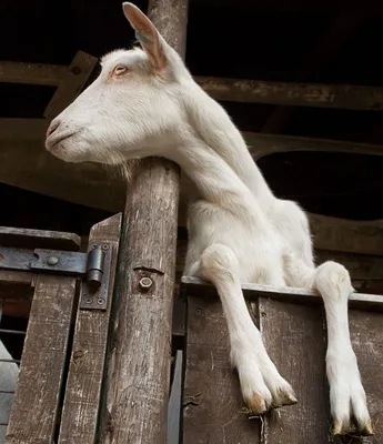 ЛПХ «Солодка Коза» - Перевод статьи  https://www.purinamills.com/goat-feed/education/detail/the-why-and-how-to-dry-up-a-dairy-goat  Сухостойный период молочных коз перед следующей лактацией полезен для  здоровья самок и помогает улучшить производство ...