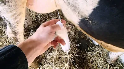 Острый мастит у коров.Опыт комплексной терапии .Acute mastitis in cows. -  YouTube