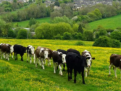 Возбудители мастита у коров и их устойчивость к антибиотикам - Здоровая  Ферма