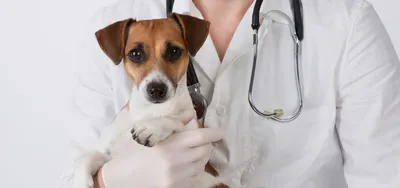 Мастит и мастопатия у собак. Симптомы, лечение, рекомендации.