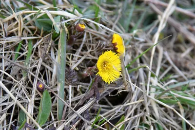 Сахалинская весна: травка зеленеет, мать-и-мачеха цветет - SakhalinMedia