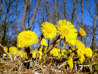 10 апреля-день мать-и-мачехи :первый весенний чудо-цветок | Немская | Дзен