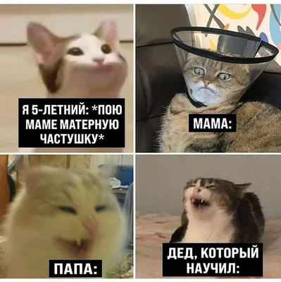 Pin by Olya Plat on Котэ, Смешные животные | Funny memes, Vine memes, Funny