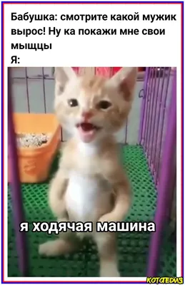 Смешные мемы про кошек №11 | Котопедия. Мемы и видео о котах! | Дзен