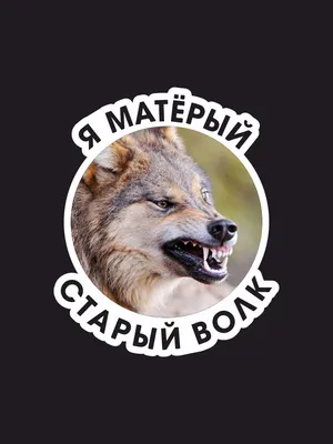 охота на волка.МАТЕРЫЙ ШЕЛ НА РАЗБОРКИ.wolf hunting.wolfsjagd - YouTube