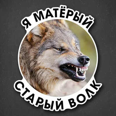 Матерый волк - 87 фото