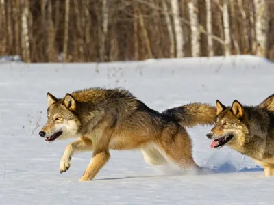 Волк обыкновенный — Canis lupus