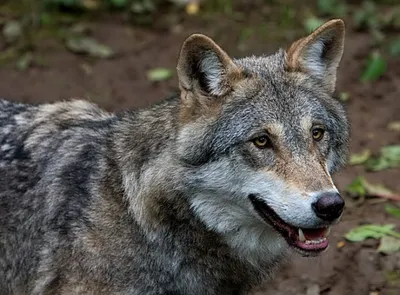 Большое количество волков из опасных территорий мигрировали в леса  Владимирской области - Новости Владимира :: ГТРК Владимир