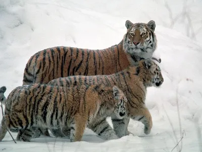 Мазандаранский тигр - картинки и фото poknok.art