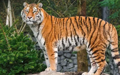 Яванский тигр - 72 фото