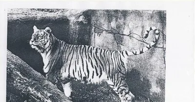 The Tiger of Mazandaran (1968) - IMDb