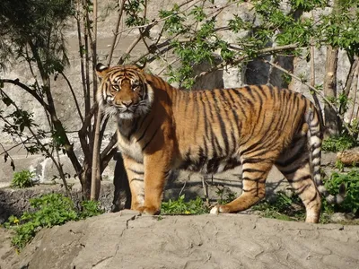 Тигр - Panthera tigris