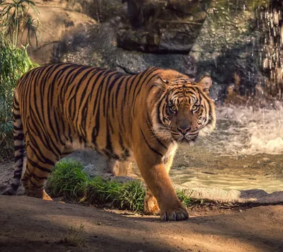 Мазандаранский тигр (67 фото) - красивые фото и картинки pofoto.club