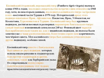 Давид Катанов - Мазандаранский Тигр - YouTube