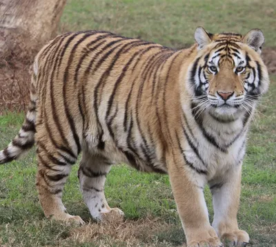Мазандаранский тигр - 62 фото