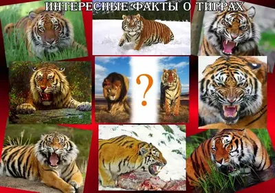 Ответы Mail.ru: Мазандаранский тигр