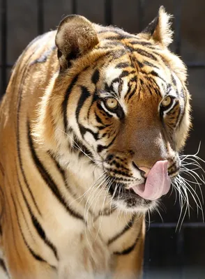 Малайский тигр - 68 фото