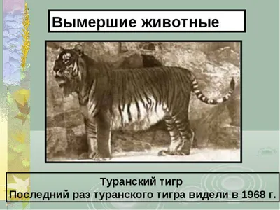 Мазандаранский Тигр | ВКонтакте