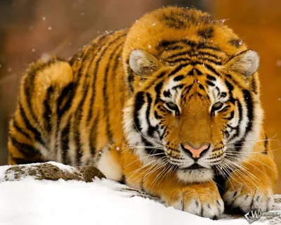 Изображение тигра - картинки и фото koshka.top