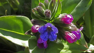 Фотокаталог растений: Медуница мягкая (Pulmonaria mollis)