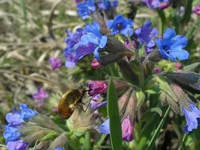 Фотокаталог растений: Медуница узколистная (Pulmonaria angustifolia)