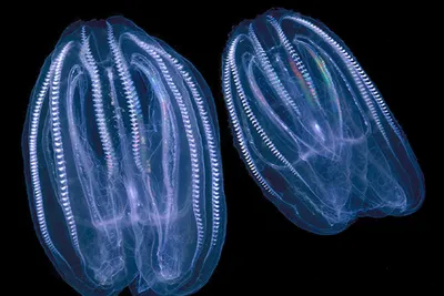 Медуз чёрного моря фото