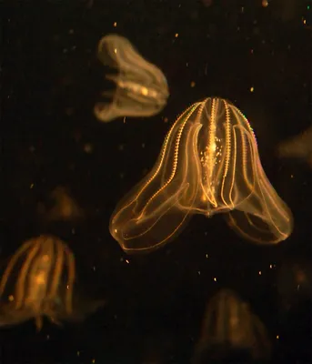 Ученый-биолог объяснил причину нашествия медуз - Российская газета
