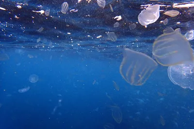Насколько опасны медузы в Анапе?