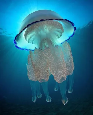 Акулы, ядовитый ерш, обжигающие медузы: самые опасные обитатели Чёрного моря