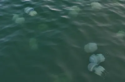 Медузы Черного моря. На сколько опасны их щупальца. | Крымский  путешественник и два Сиба ину | Дзен