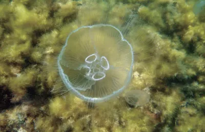 Есть ли медузы в Азовском море в Крыму | Гостевой дом «Соренто» Новоотрадное