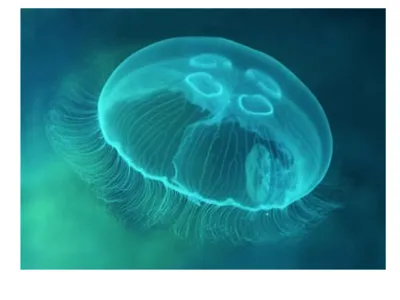 Ужас в глубине: самые опасные медузы, которых лучше никогда не встречать -  РИА Новости, 13.10.2018