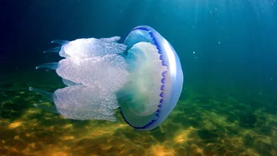 Морские медузы черного моря - 67 фото