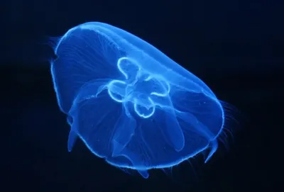 Полосатые медузы черного моря - 61 фото