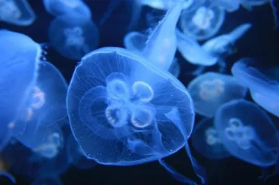 Названа причина нашествия медуз на пляжах Керчи в Чёрном и Азовском морях  летом 2021 года - Дворец культуры Корабел. Дк Корабел город Керчь