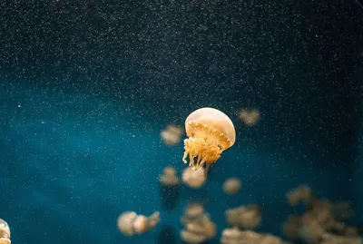 Медузы Черного моря-милые предки позвоночных или ужас глубин? | BioLand |  Дзен