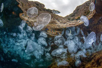 Медузы Черного моря | Полезная информация об отдыхе на Черном море