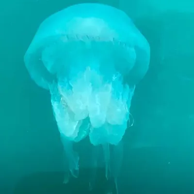 Краснодарцы не хотят купаться в Азовском море из-за нашествия огромных медуз -корнеротов