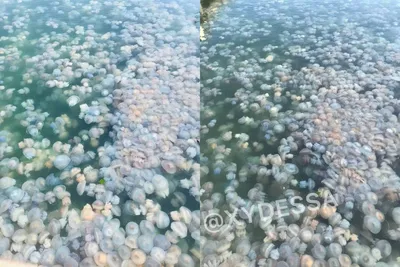 Вот такие медузы - оккупировали Крым. | Пикабу