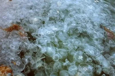 Черное море заполонили медузы - видео | Стайлер
