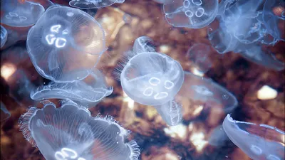 Гигантские медузы в черном море - 71 фото