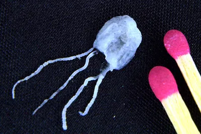 Сверхъядовитые медузы ируканджи ужалили ребенка и взрослого на пляже в  Авcтралии - Газета.Ru | Новости
