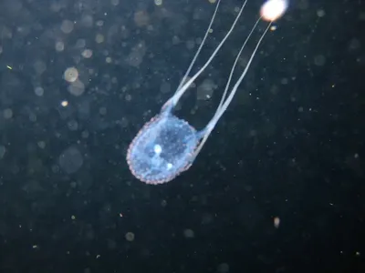Самые опасные медузы Земли атаковали австралийцев - ХВИЛЯ