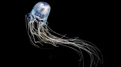 Ядовитые медузы Ируканджи » uCrazy.ru - Источник Хорошего Настроения