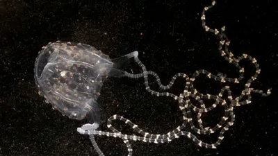 Лавкрафтианское дно: 5 самых ядовитых морских тварей