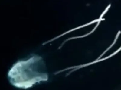 Ядовитые медузы атаковали австралийцев - Газета.Ru | Новости