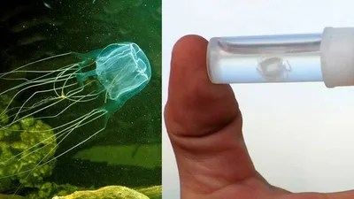 Австралийцы научились предсказывать нашествия смертоносных медуз по ветру
