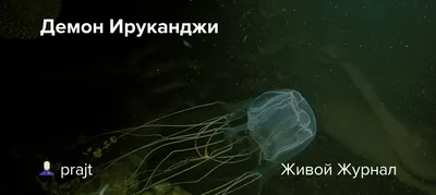 Медузы ируканджи рыбачат на чудесные бусинки