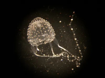 На востоке Австралии появилось огромное количество медуз, включая  смертельно ядовитых | ru.15min.lt
